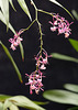 Epidendrum nanegalense