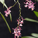 Epidendrum nanegalense