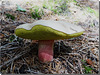 Boletus calopus (âgé).