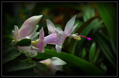 Schlumbergera