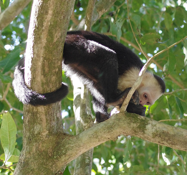 White-faced Capuchin