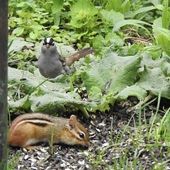 White-crowned Sparrow