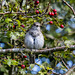 Spotted flycatcher