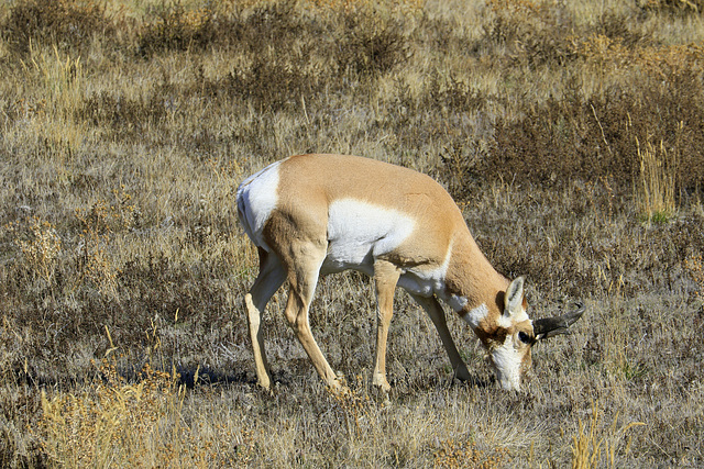 Pronghorn