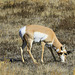 Pronghorn