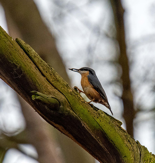 Nuthatch