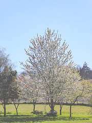 Flowering cherry