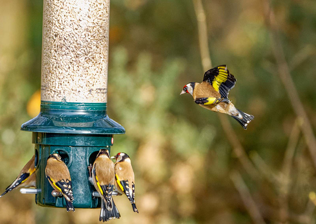 Goldfinch