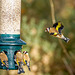 Goldfinch