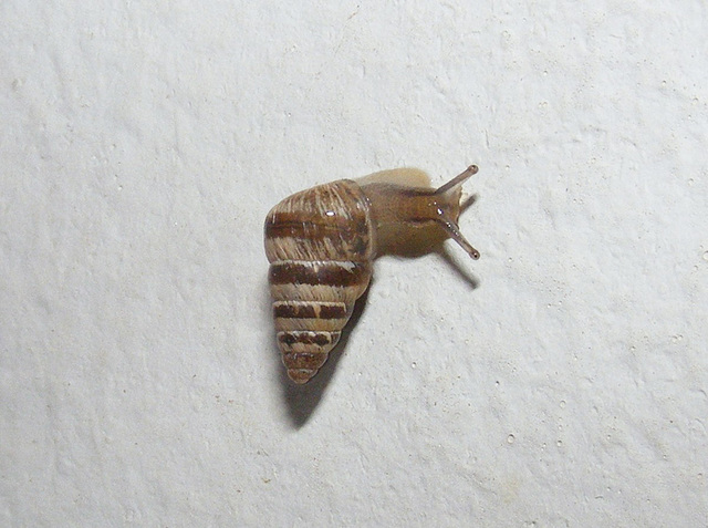 Cochlicella barbara