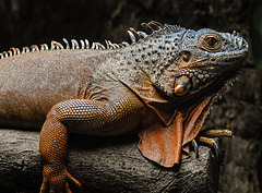 20220422 0689CPw [D~HF] Roter Leguan (Ignana ignana), Herford