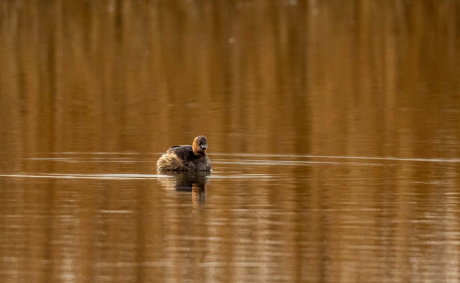 Little grebe