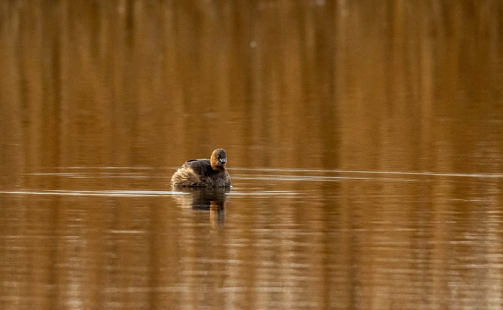 Little grebe