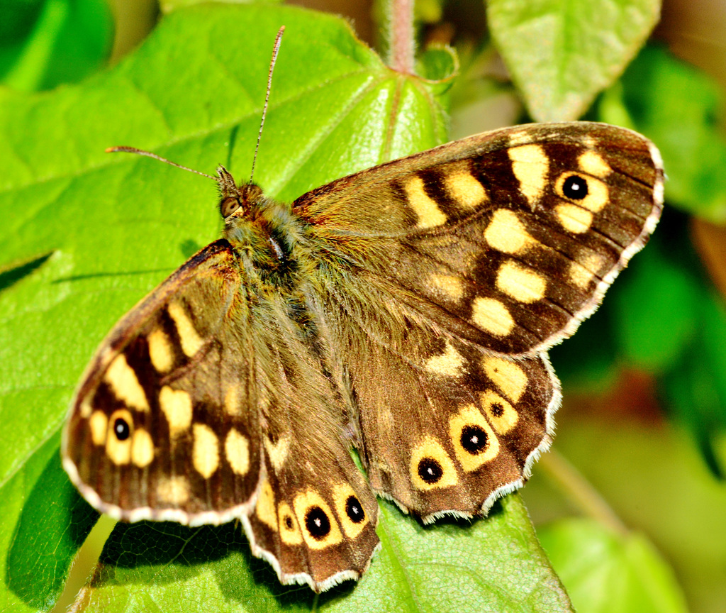 Speckled Wood. Pararge aegeria