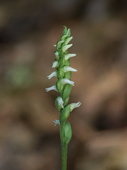 Spiranthes ovalis var. erostellata (October Ladies'-tresses orchid)