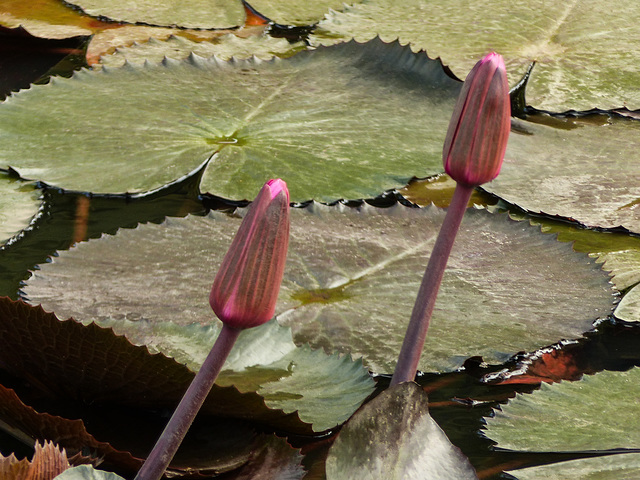 Water Lilies, Nariva Swamp afternoon