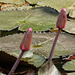 Water Lilies, Nariva Swamp afternoon