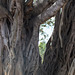 Under the shade of a Banyan tree...