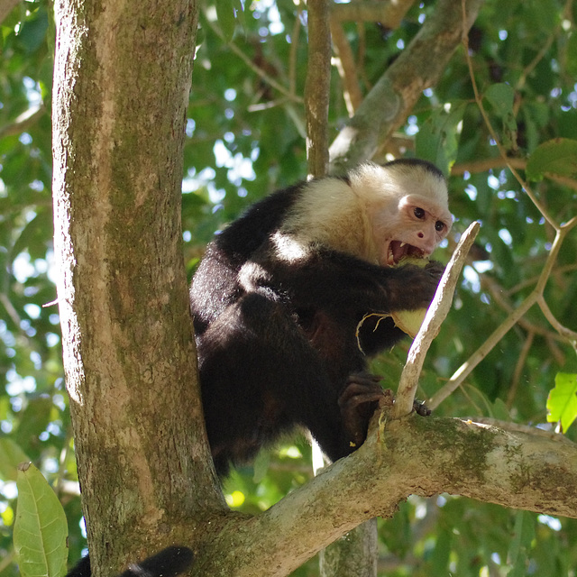 White-faced Capuchin