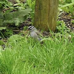 Where-crowned Sparrow