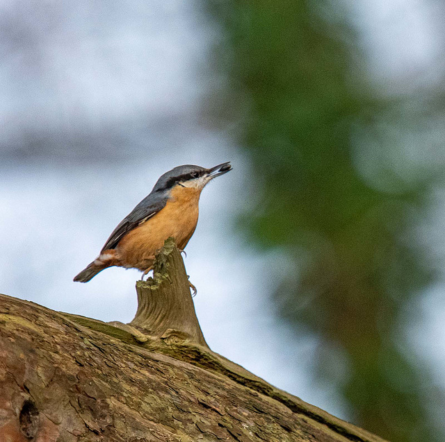 Nuthatch