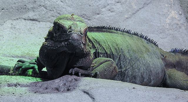 20190907 5903CPw [D~HRO] Nashornleguan (Cyclura cornuta), Zoo, Rostock