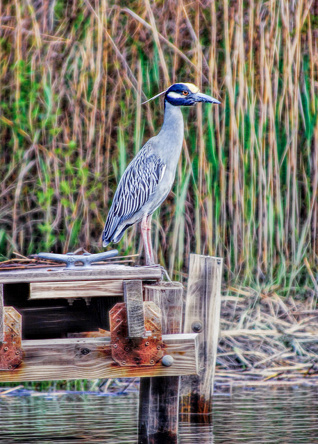 Night heron