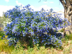 Buisson bleu*****************