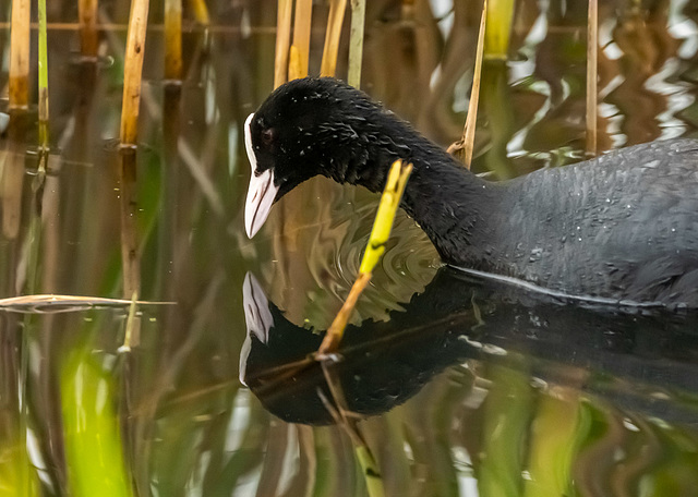 Coot