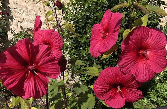 HIBISCUS moscheutos