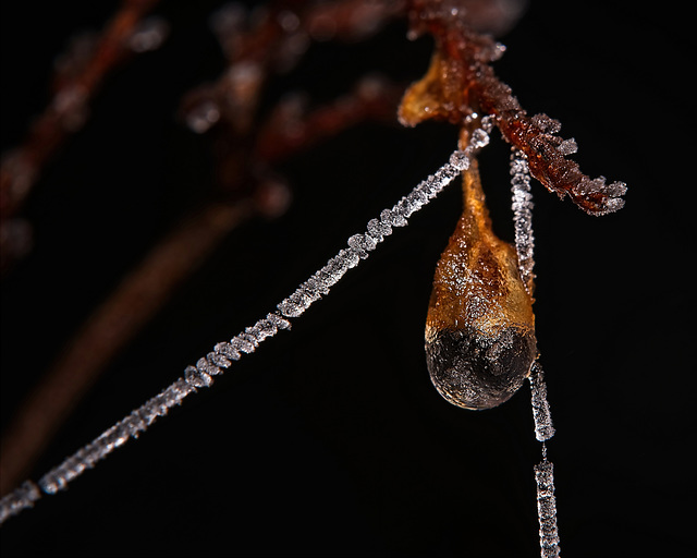 Die braunen Motive treffen den Winter :))  The brown motifs hit the winter :)) Les motifs bruns frappent l'hiver :))