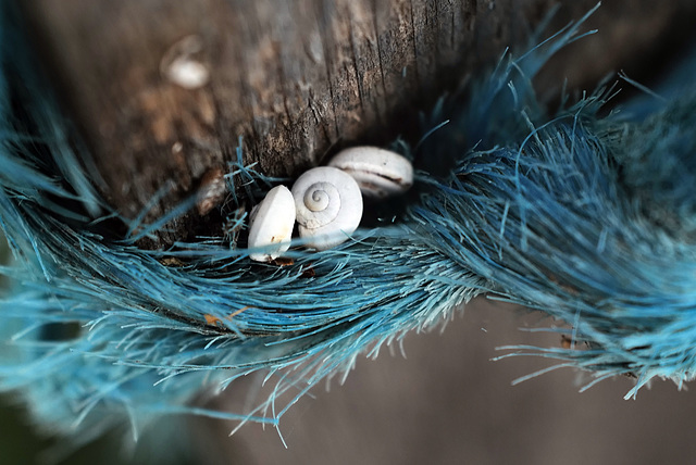 Penedos, Blue rope and squatters