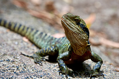 Australische Wasseragame