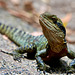 Australische Wasseragame