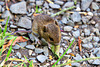 Field mouse / wood mouse