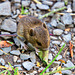 Field mouse / wood mouse