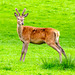 Fallow Deer