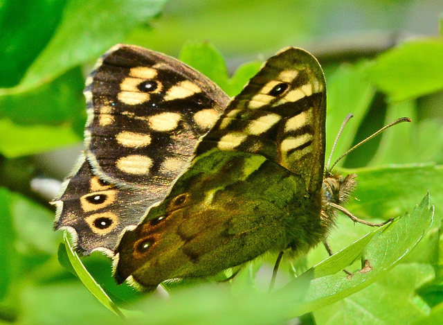 Speckled Wood. Pararge aegeria