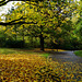 Herbstspaziergang - Autumn Walk - please look on black