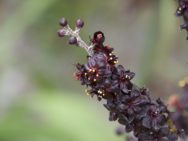 Veratrum Nigrum