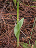 Malaxis soulei (Chiricahua Adder's-mouth orchid)