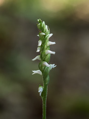 Spiranthes ovalis var. erostellata (October Ladies'-tresses orchid)