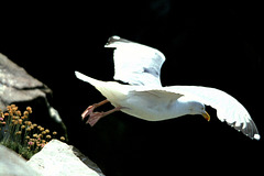 #37 Sea Gull Take Off