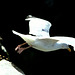 #37 Sea Gull Take Off