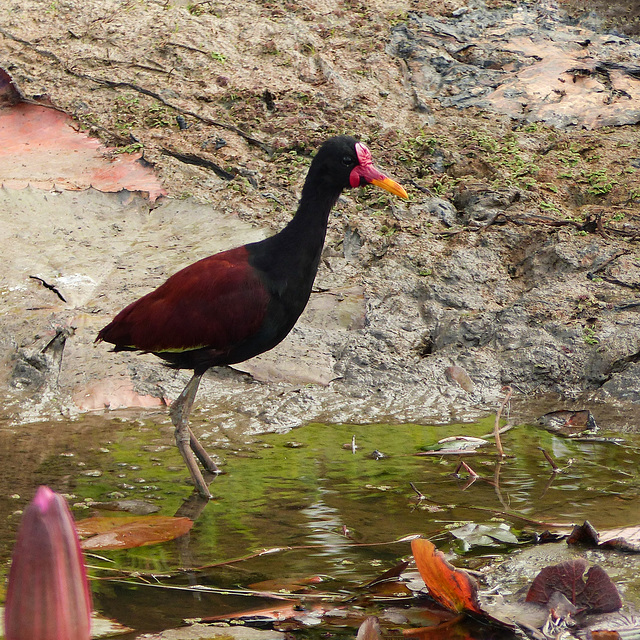 Wattled Jacana, Nariva Swamp afternoon