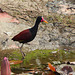 Wattled Jacana, Nariva Swamp afternoon