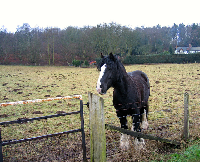 Friendly horse near Stakenbridge Farm