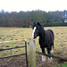 Friendly horse near Stakenbridge Farm