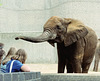 Female African Elephant, London Zoo, 1980