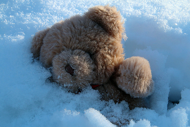 Ce bébé ours découvre la neige pour la première fois .